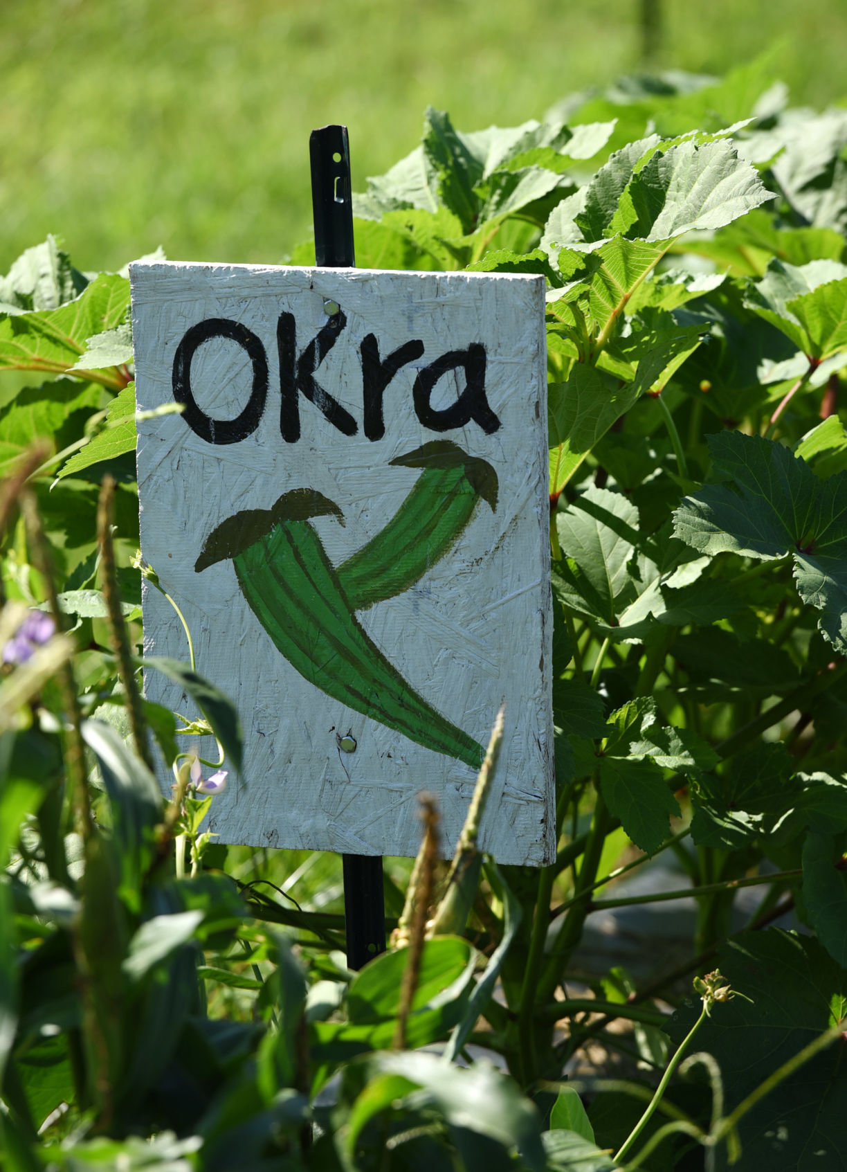 Food Bank garden